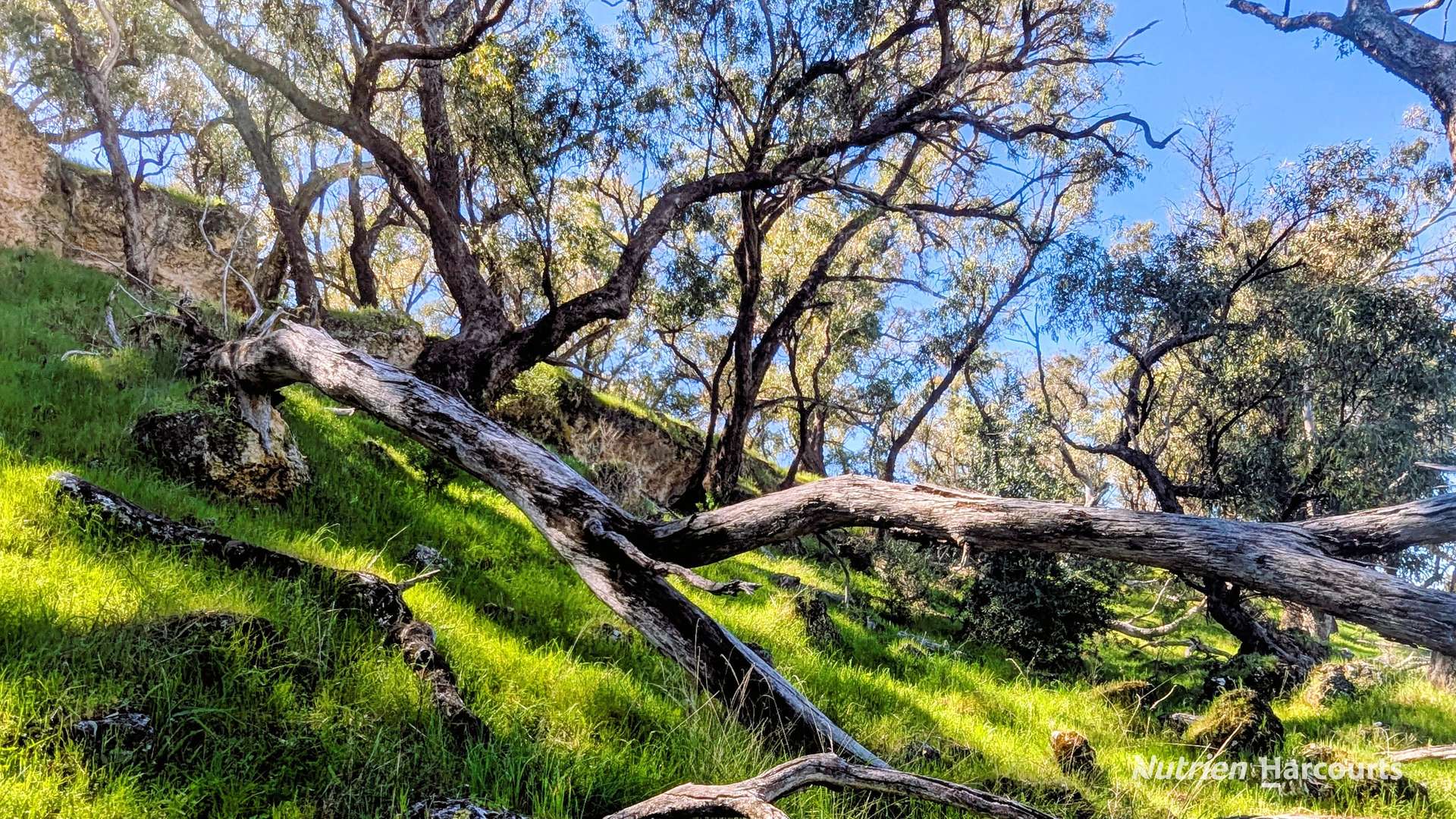 Lot 51 Millbank Road, Cowalla For Sale by Farmbuy.com - image 22