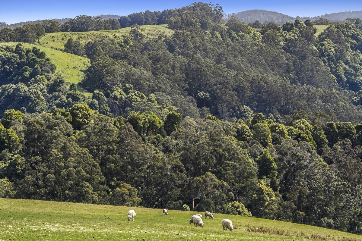 675 Skenes Creek Road, Skenes Creek North For Sale by Farmbuy.com - image 14