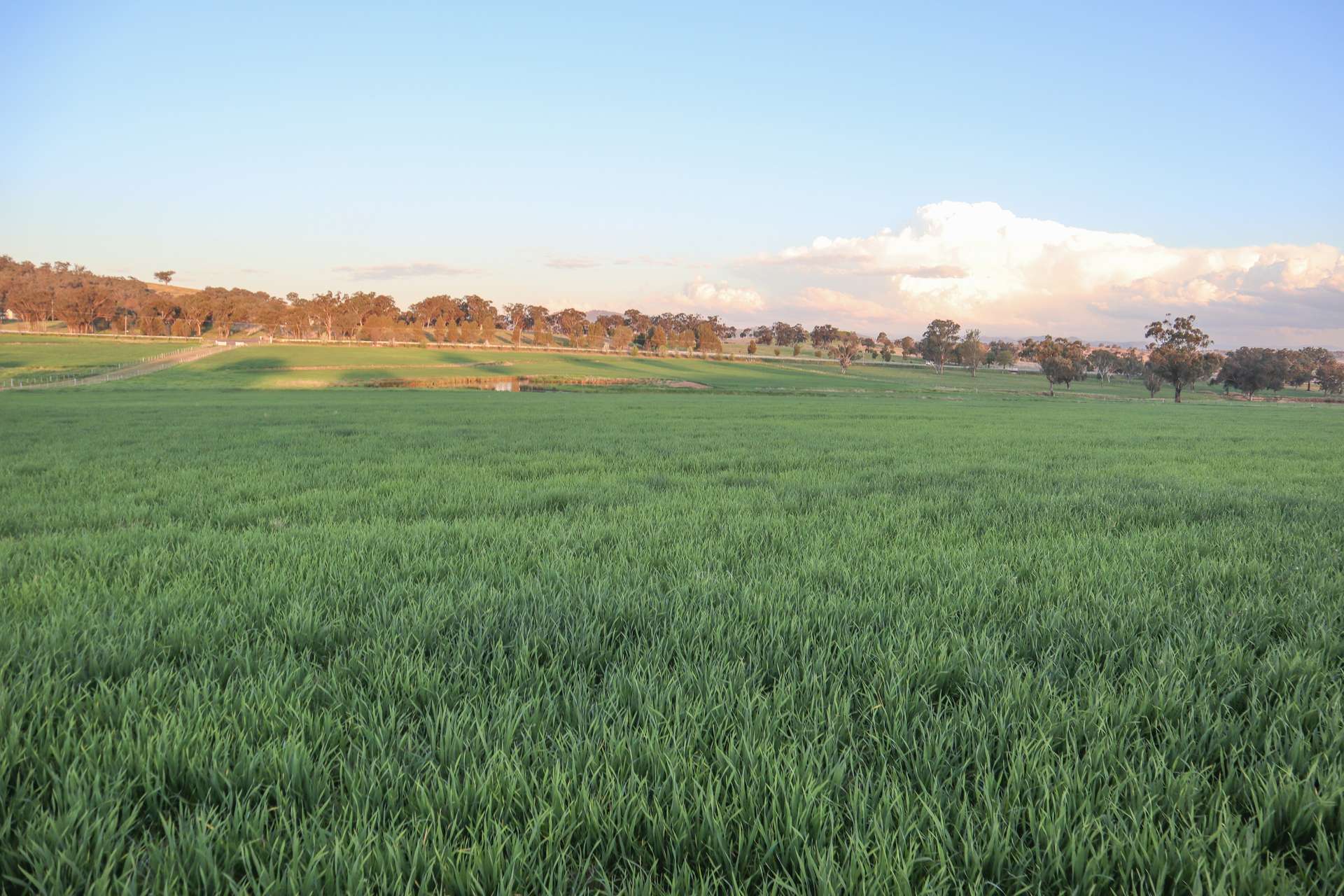 Grandview 13669 New England Highway, Timbumburi Sold by Farmbuy.com - image 13
