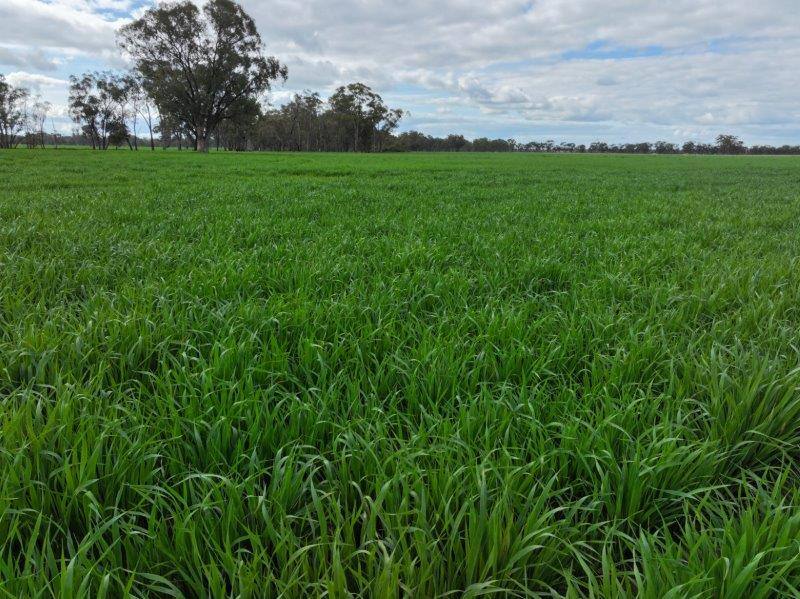 -- Brenanah-Kurting Road, Kurting For Sale by Farmbuy.com - image 3