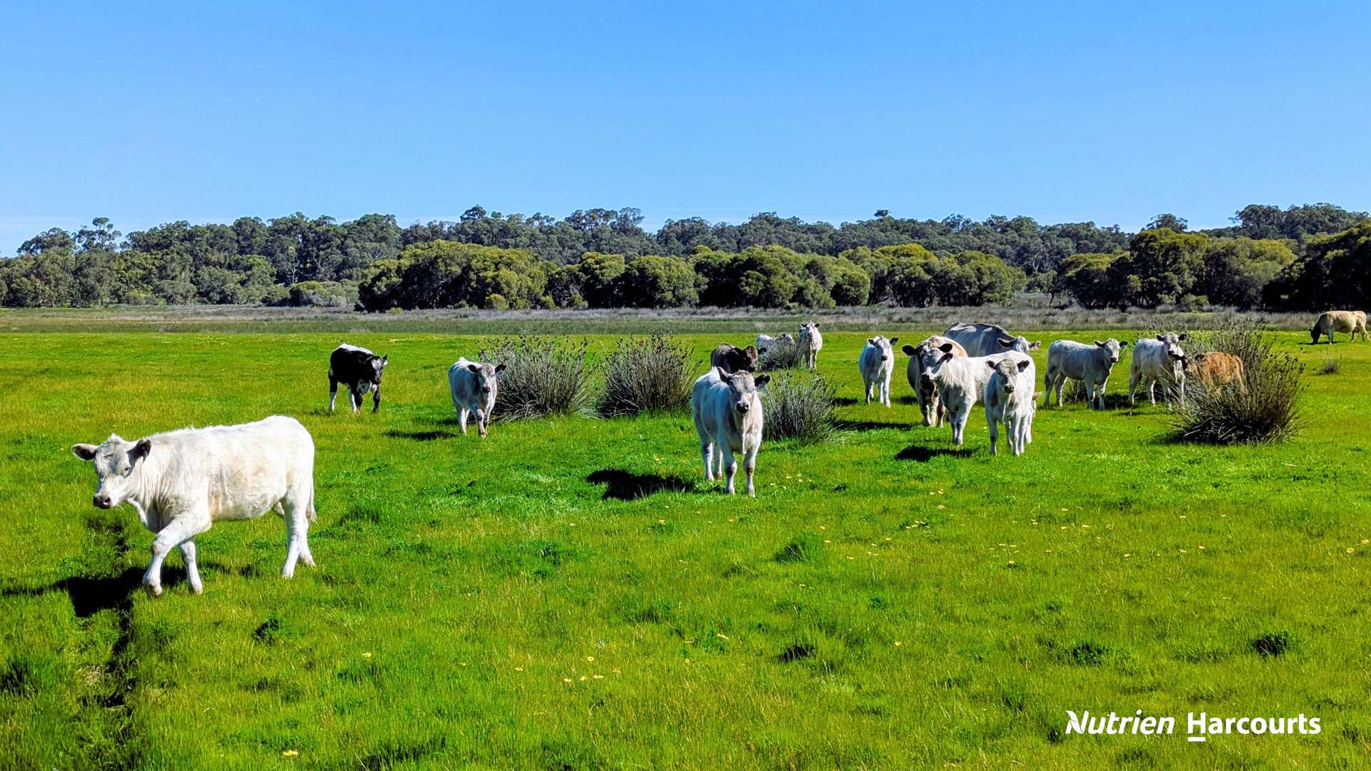 Lot 52 Cowalla Road, Cowalla For Sale by Farmbuy.com - image 5
