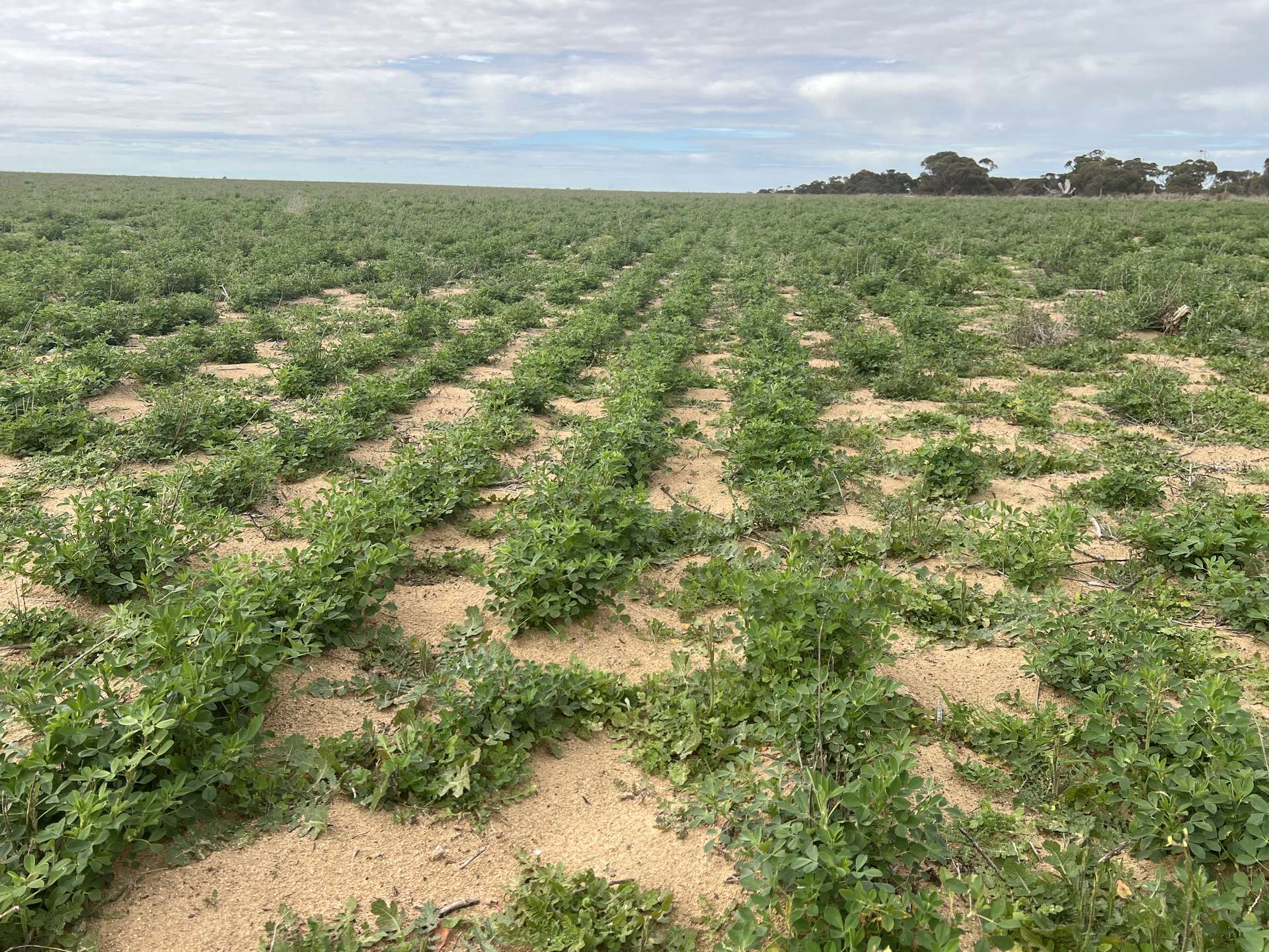 Allotment 92 Perponda Road, Karoonda For Sale by Farmbuy.com - image 10