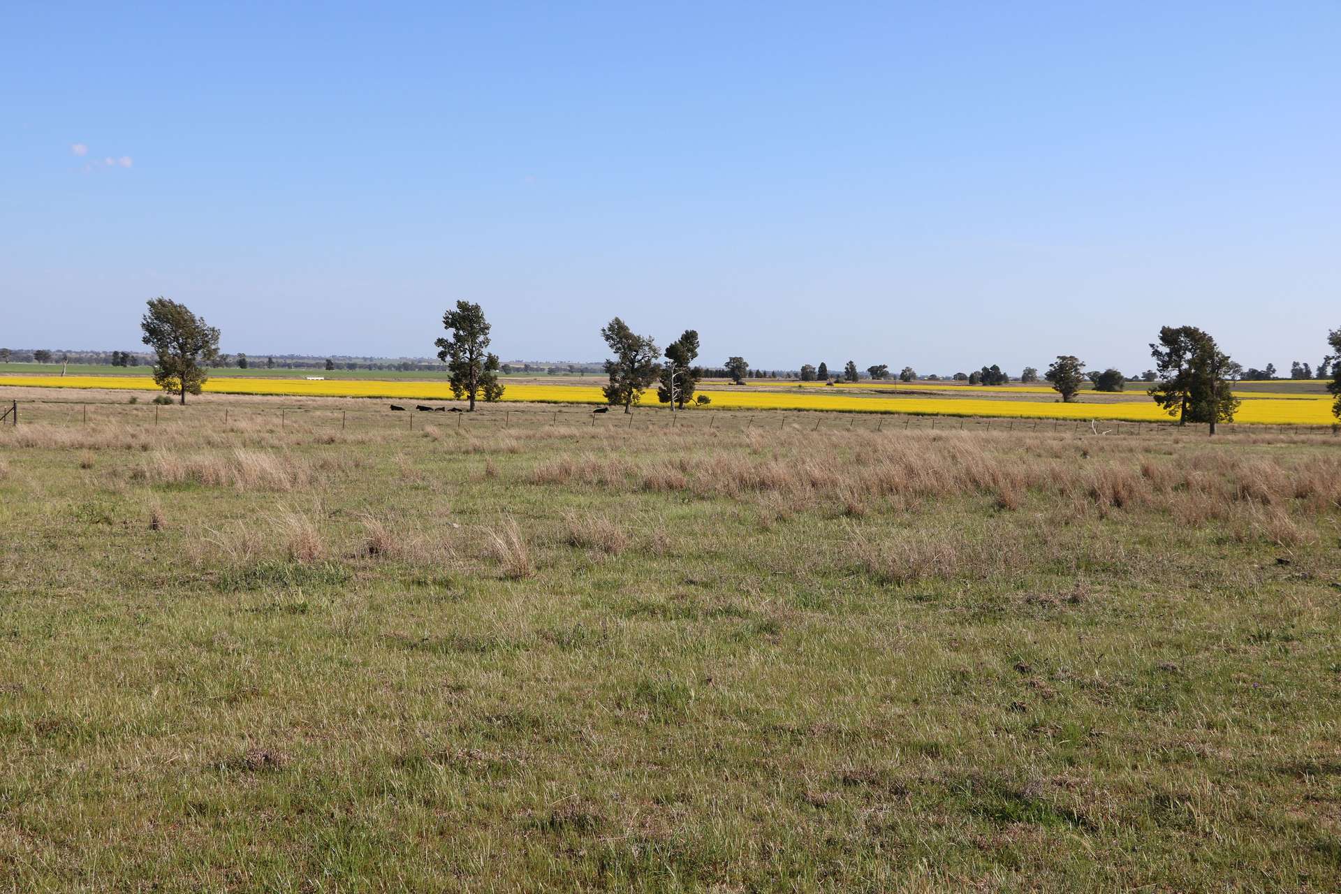 696 Back Trundle Road, Parkes For Sale by Farmbuy.com - image 15