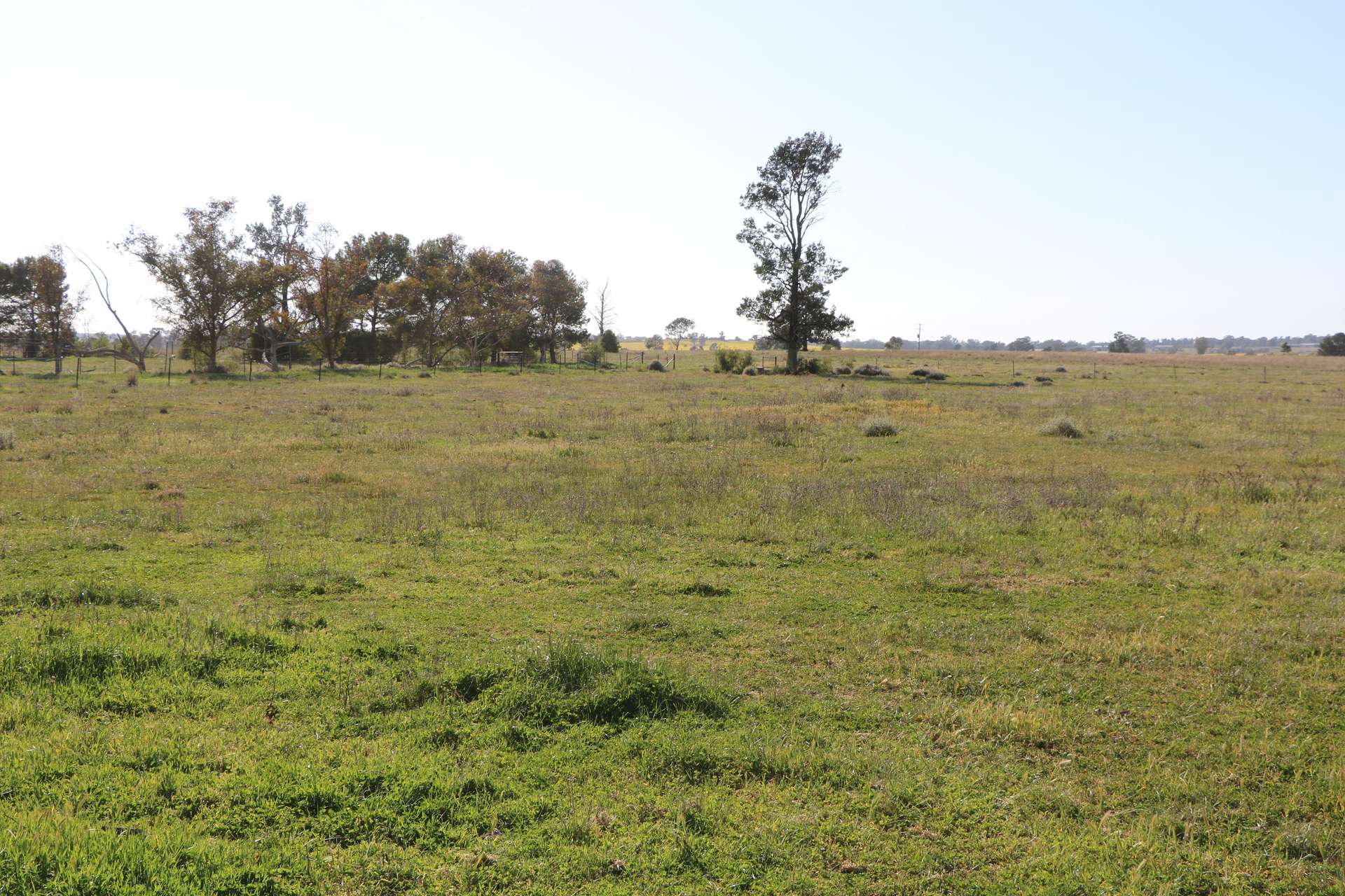 696 Back Trundle Road, Parkes For Sale by Farmbuy.com - image 16