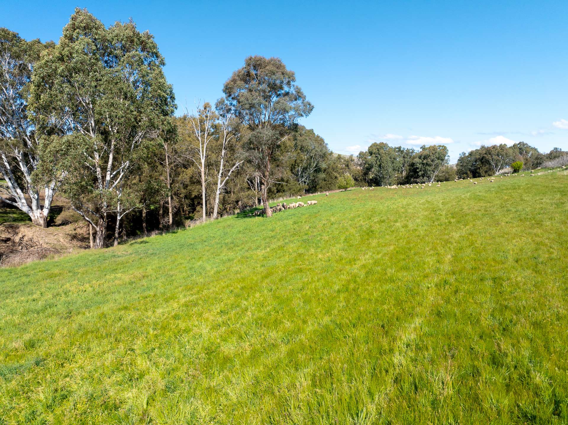 'Angle Burn' 101 Clearview Road, Darbys Falls Sold by Farmbuy.com - image 14