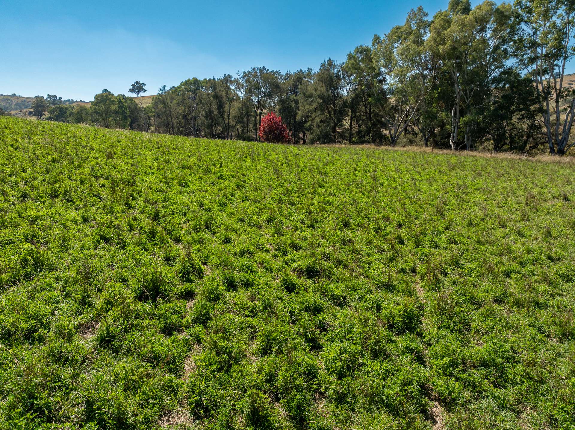 'Angle Burn' 101 Clearview Road, Darbys Falls Sold by Farmbuy.com - image 2