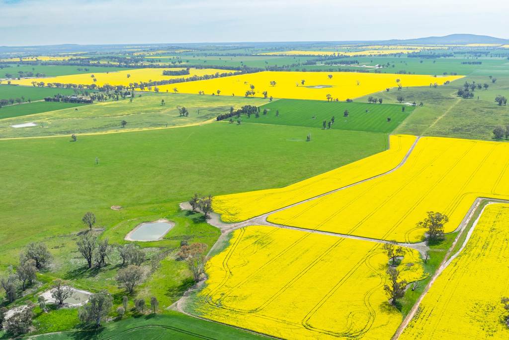 596 Gum Swamp Road, Balldale NSW 2646