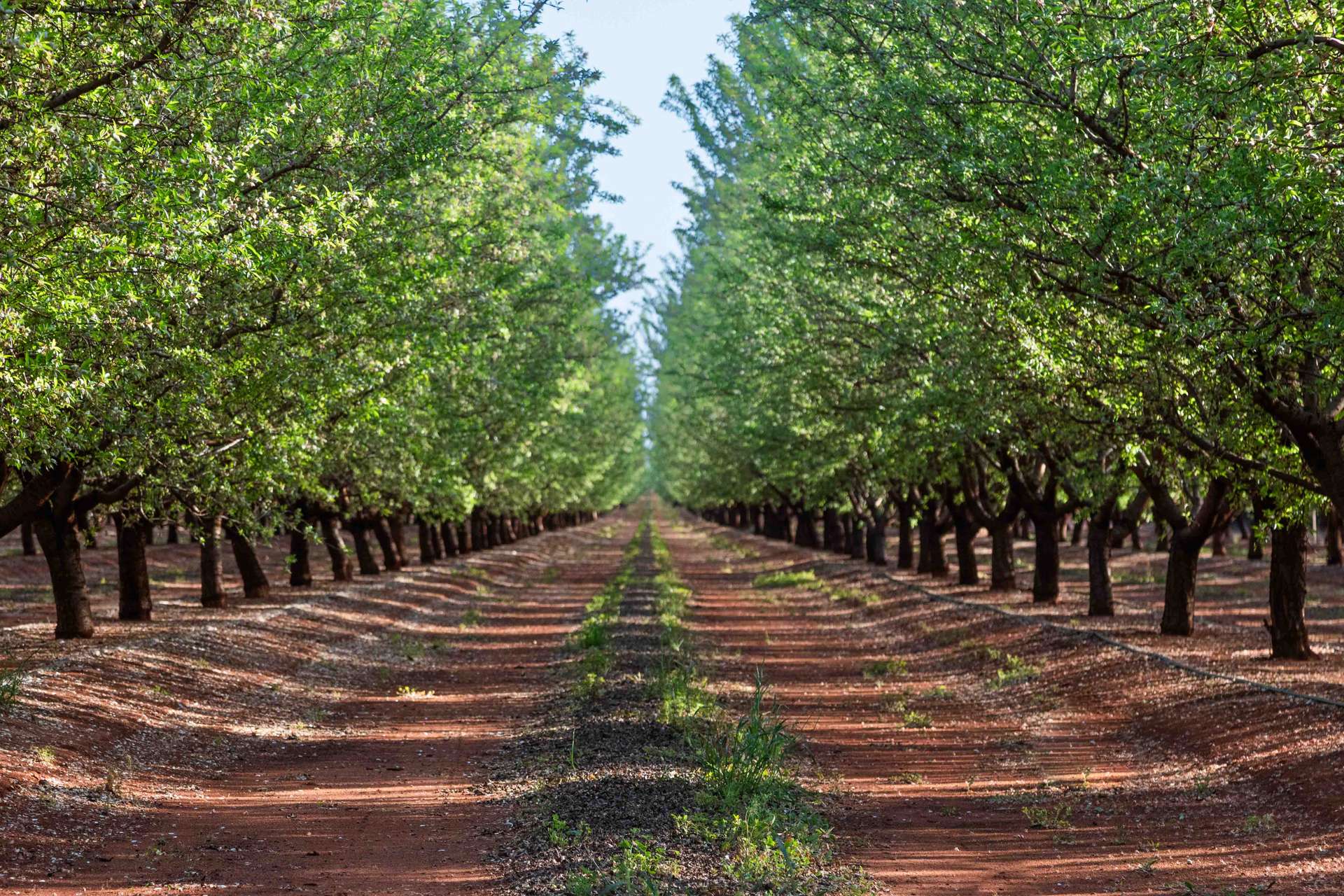 Griffith For Sale by Farmbuy.com - image 3