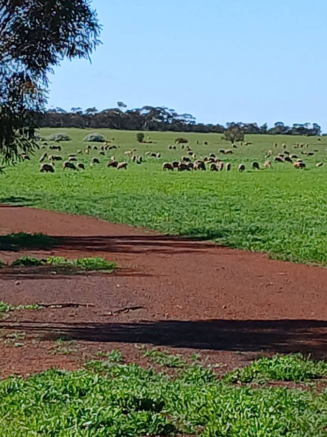 1879 Butler Road, Perenjori Sold by Farmbuy.com - image 11