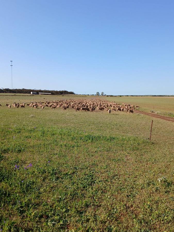 1879 Butler Road, Perenjori Sold by Farmbuy.com - image 13