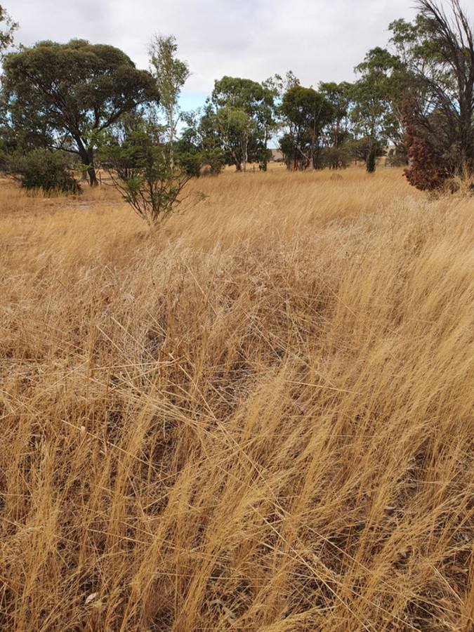 1879 Butler Road, Perenjori Sold by Farmbuy.com - image 7