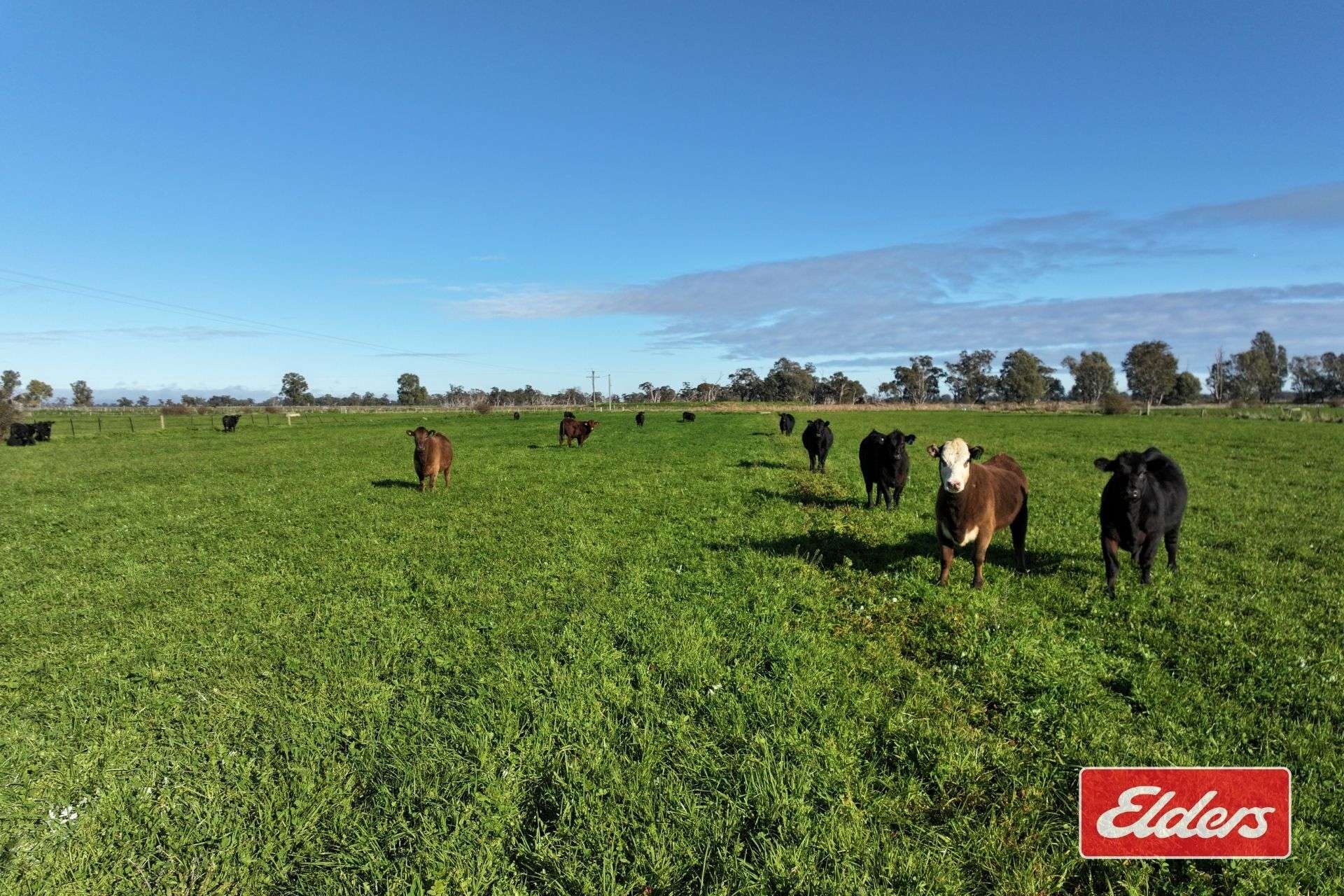 1944 Scobie Road, Yambuna For Sale by Farmbuy.com - image 4