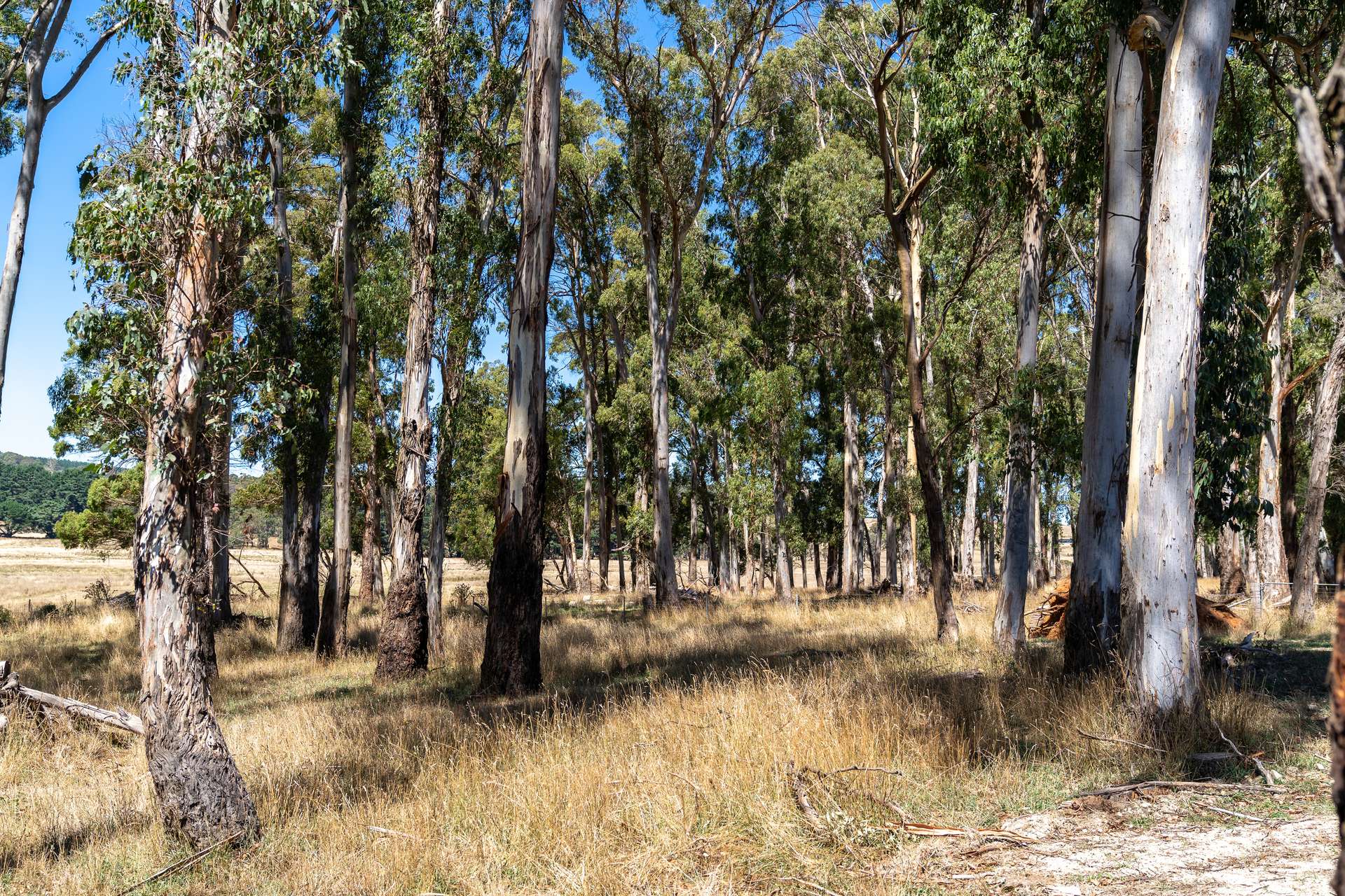 395 Gingkin Valley Road, Oberon Sold by Farmbuy.com - image 13