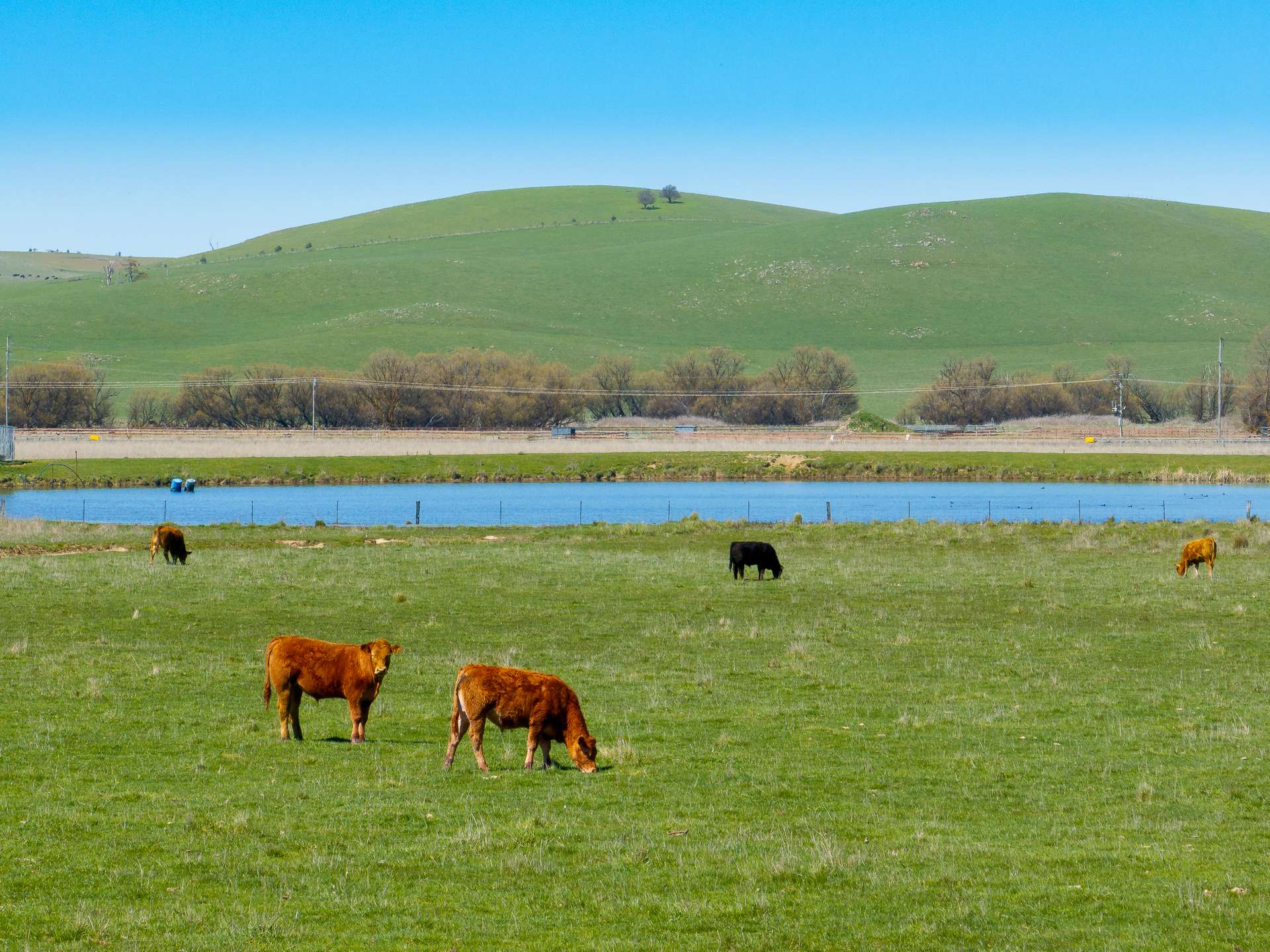 3580 Mid Western Highway, Blayney For Sale by Farmbuy.com - image 6