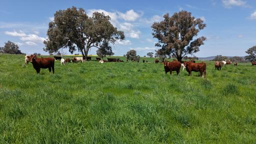 Farm Sold - NSW - Greenethorpe - 2809 - Pasture, Productivity, Position & Potential Expansion 
