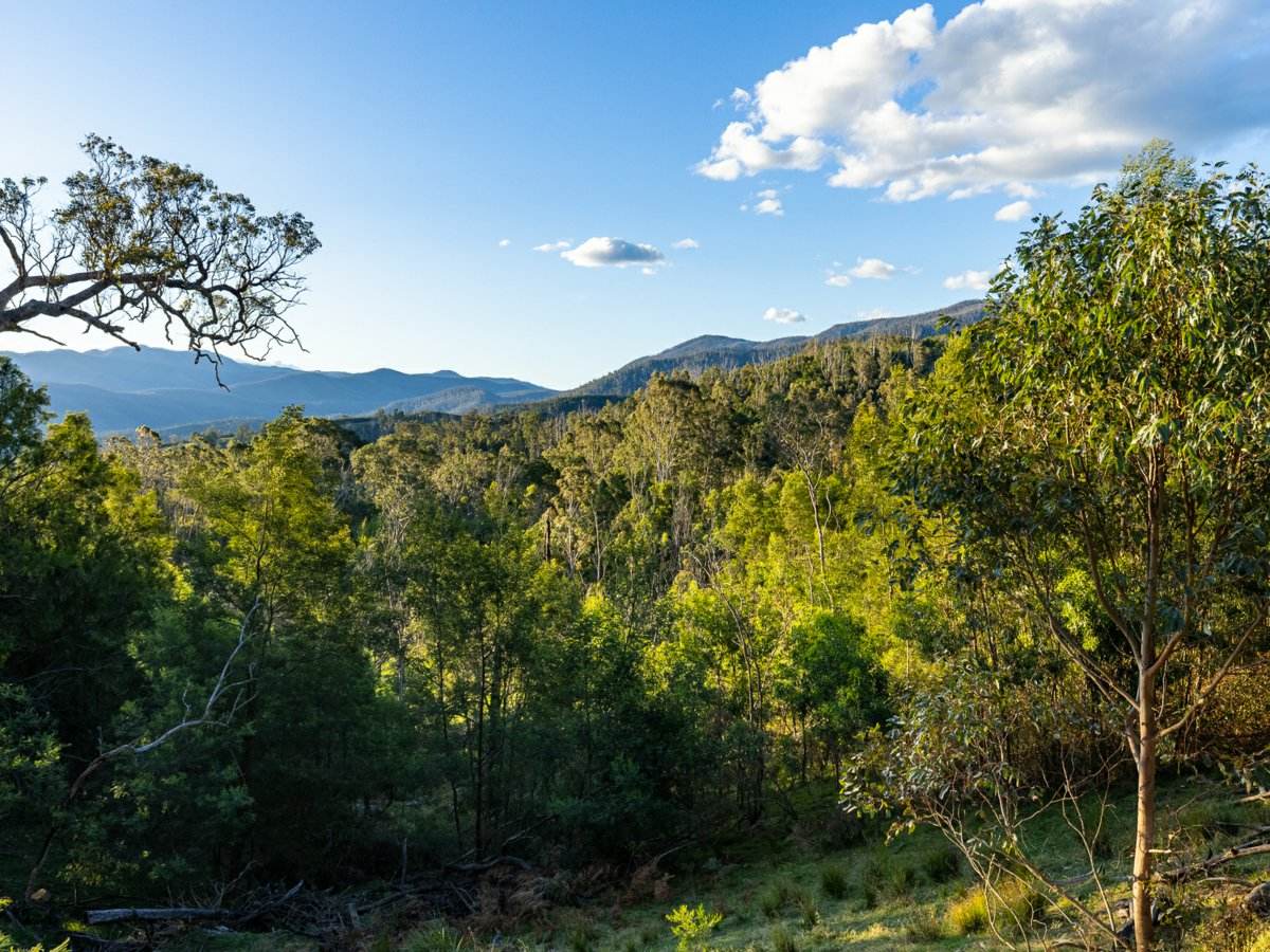1216 Upper Brogo Road, Brogo For Sale by Farmbuy.com - image 21