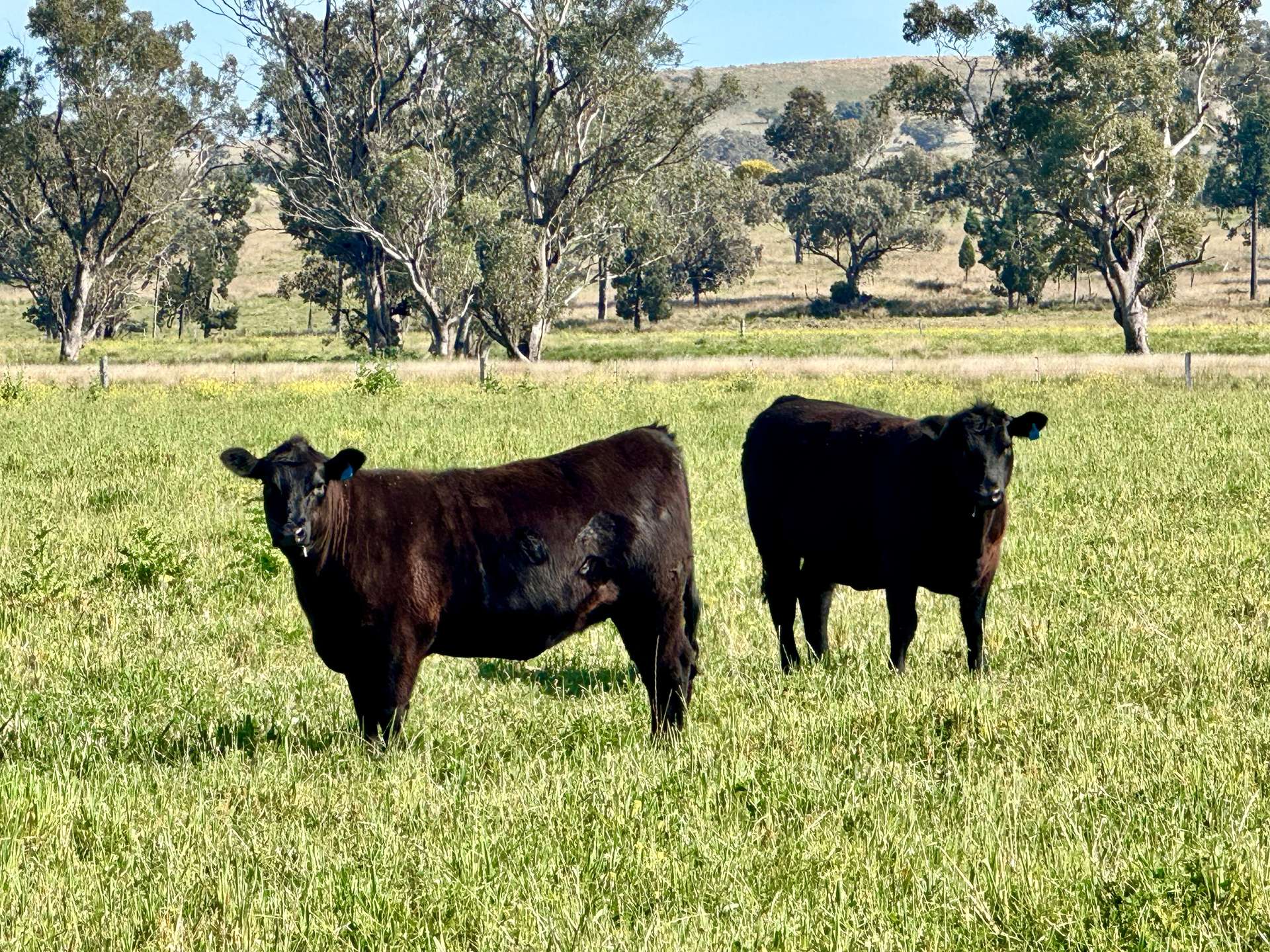 "Glenaladale" 167 Mooki Springs Road, Quirindi For Sale by Farmbuy.com - image 11