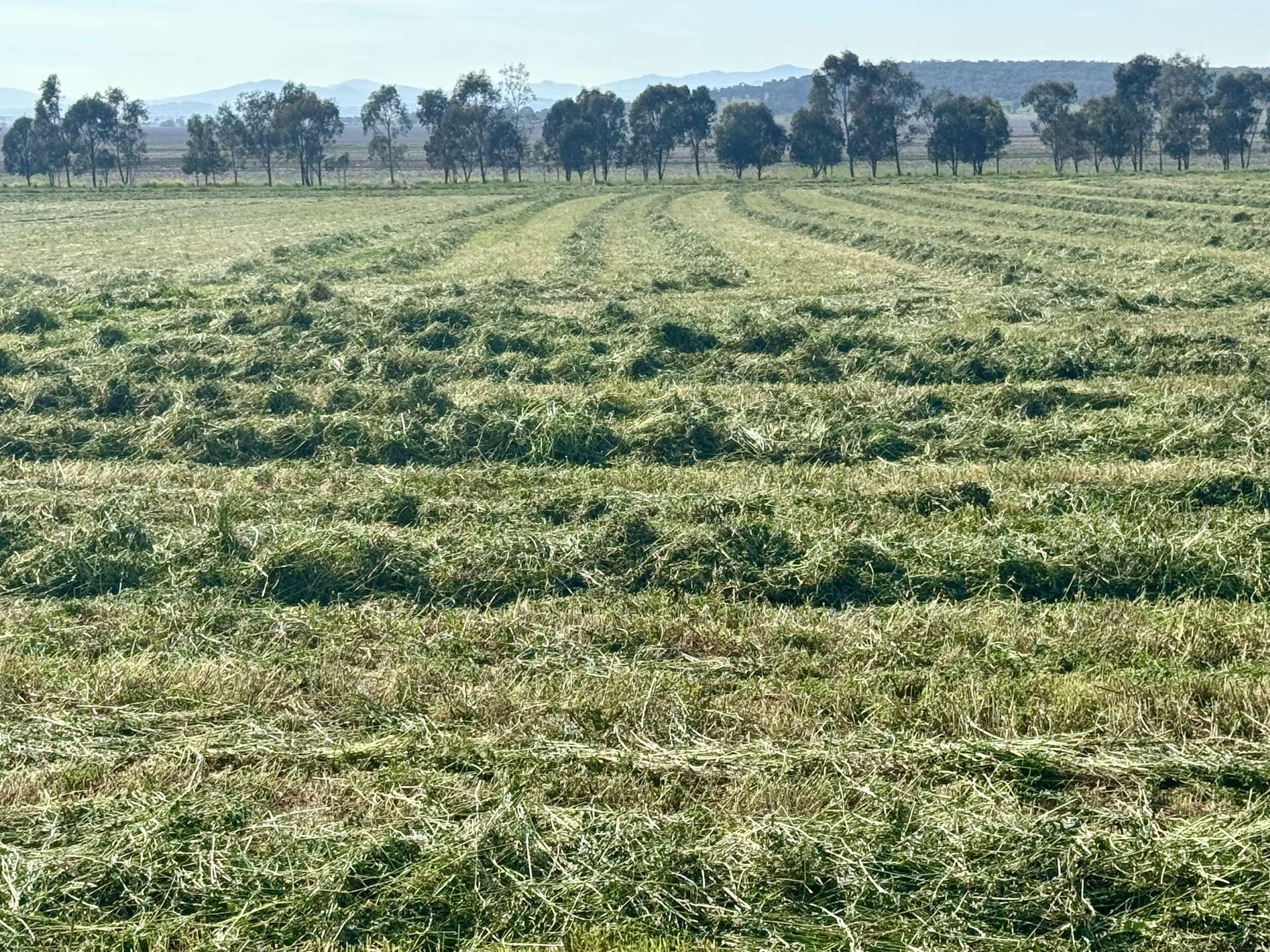 "Glenaladale" 167 Mooki Springs Road, Quirindi For Sale by Farmbuy.com - image 6