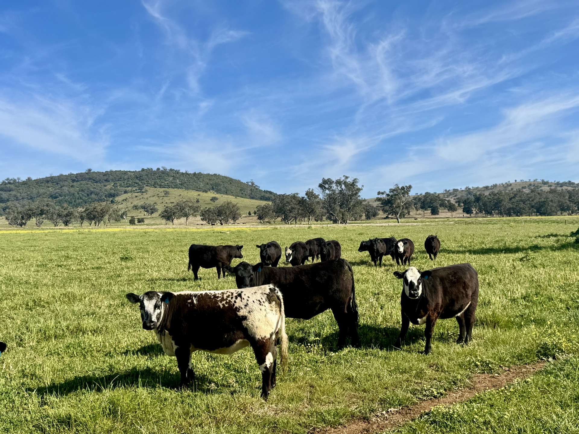 "Glenaladale" 167 Mooki Springs Road, Quirindi For Sale by Farmbuy.com - image 13