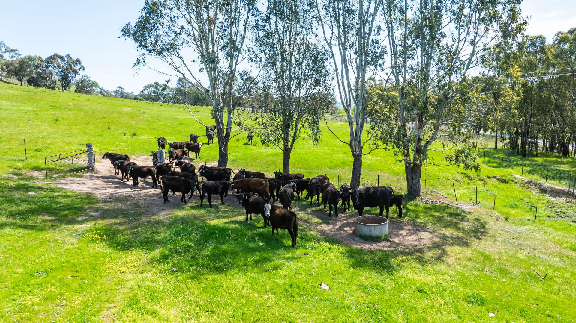 'Bolga Hill' Murray Valley Highway, Tallangatta Sold by Farmbuy.com - image 10