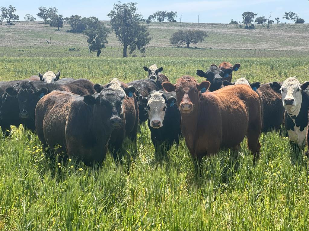 "Kanowna" 6216 Goolhi Road Mullaley Via, Gunnedah Auction by Farmbuy.com - image 1