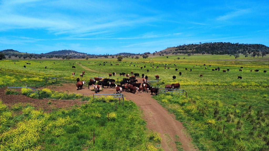 "Kanowna" 6216 Goolhi Road Mullaley Via, Gunnedah Auction by Farmbuy.com - image 10
