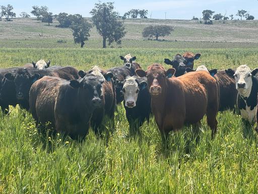 "Kanowna" 6216 Goolhi Road Mullaley Via, Gunnedah NSW 2380