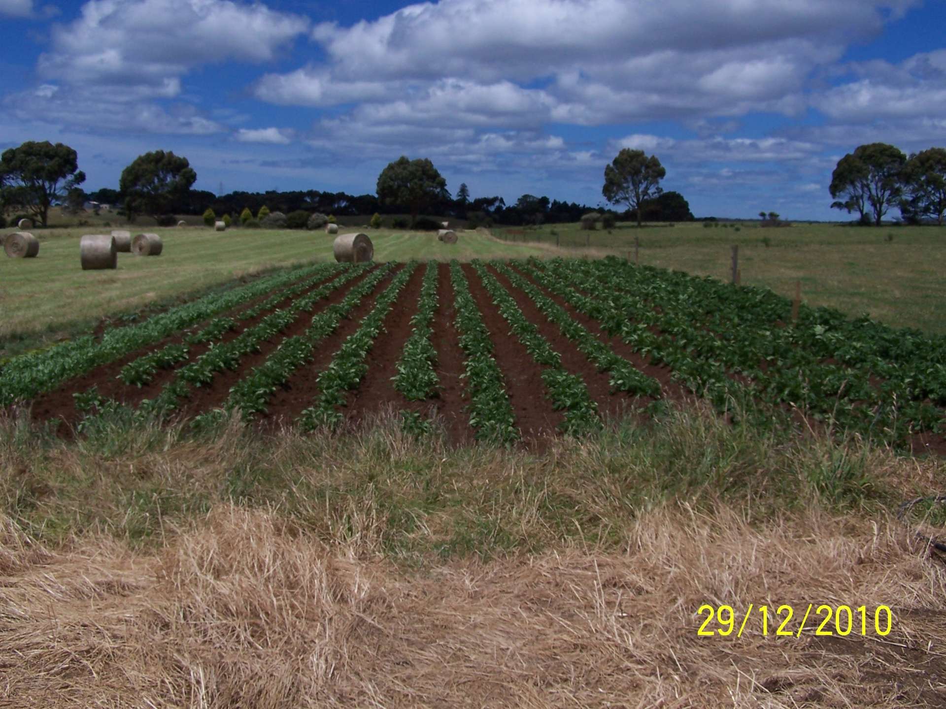Lot 1 Cyathea Road, Forest For Sale by Farmbuy.com - image 12