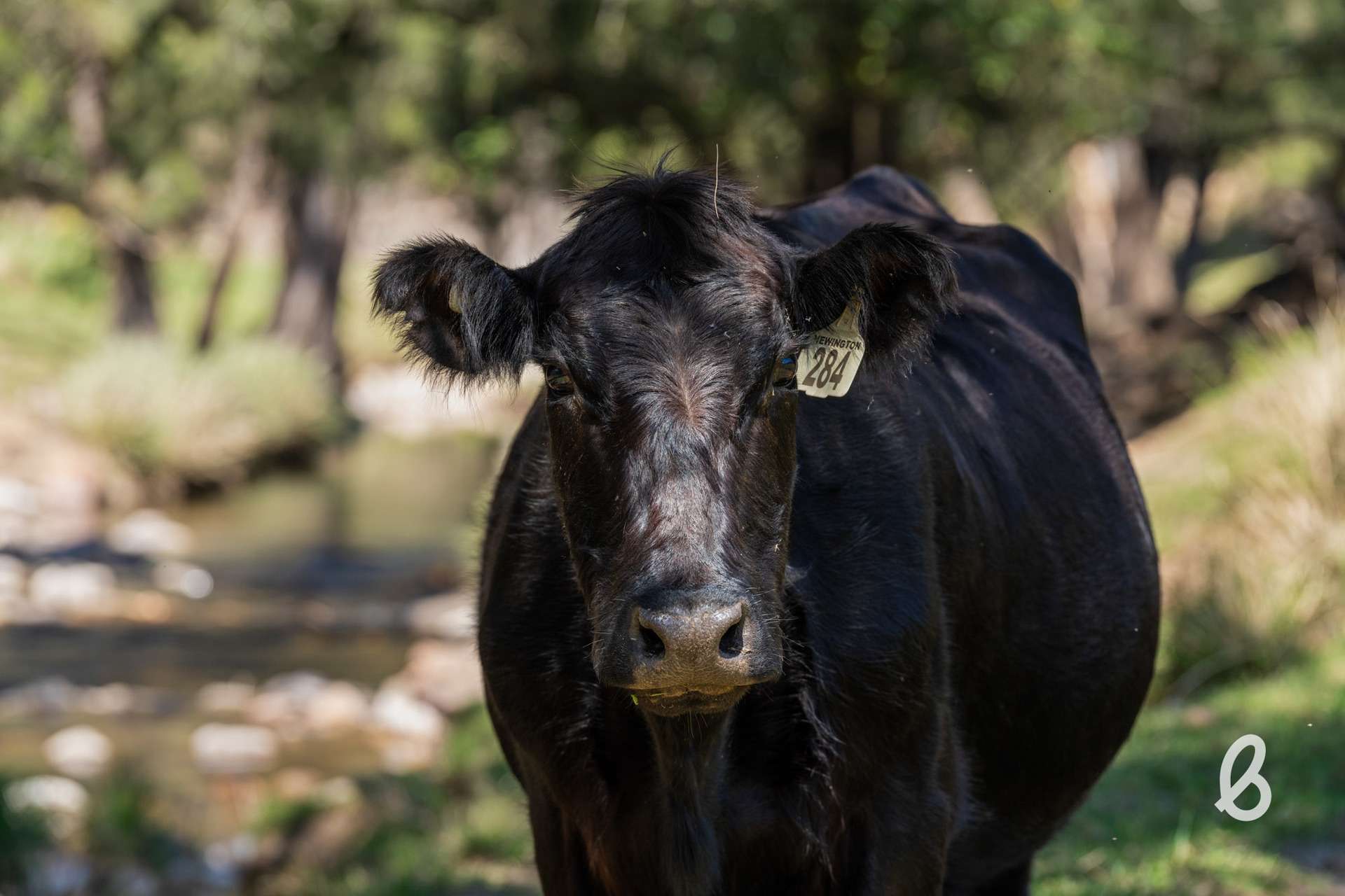 "Fosters" Off Cassels Road, Singleton Sold by Farmbuy.com - image 20