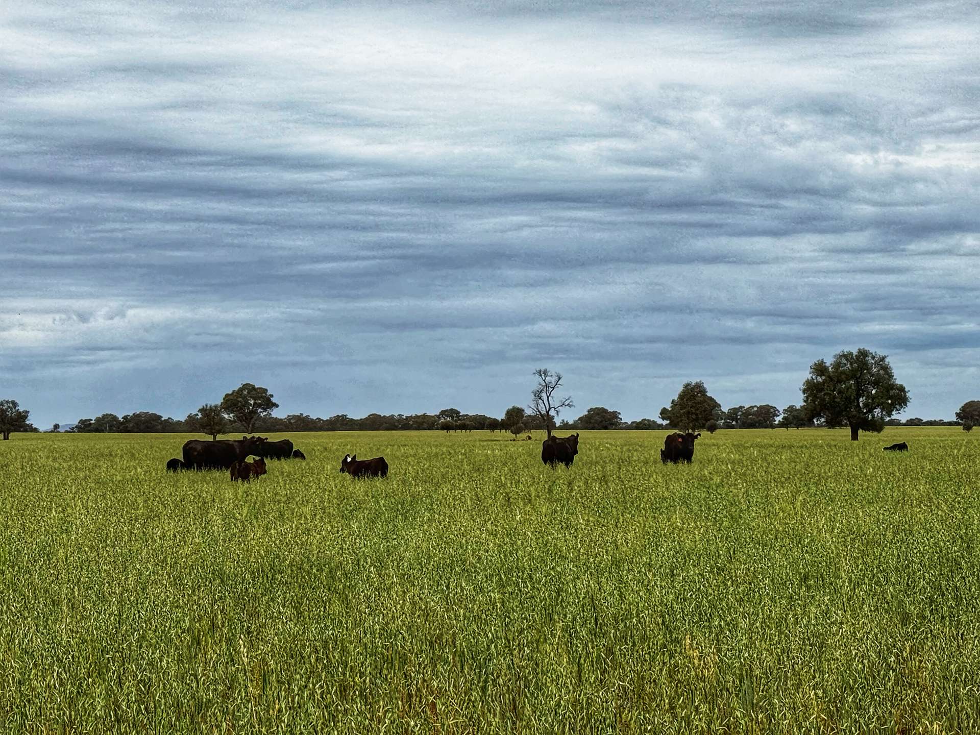 'Napunyah' 1224 Eremeran Road, Condobolin Sold by Farmbuy.com - image 8