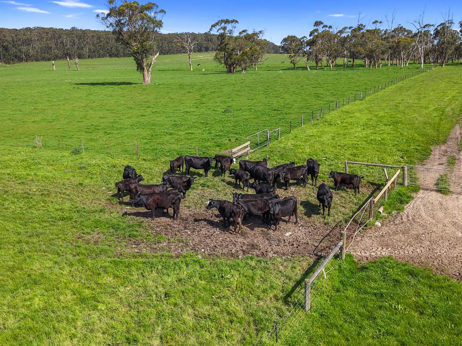149 Timboon-Port Campbell Road, Timboon Sold by Farmbuy.com - image 9