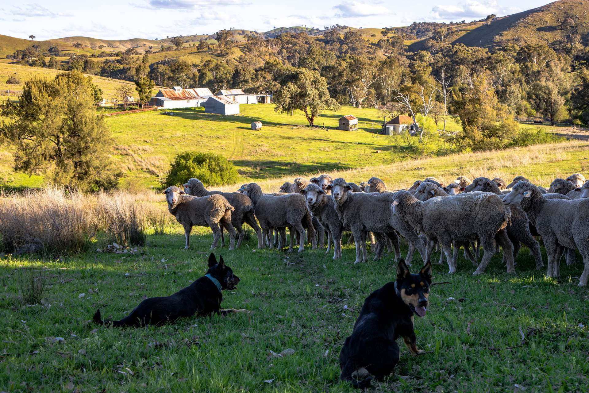 "The Junction" Mulgowrie Rd, Crookwell Sold by Farmbuy.com - image 4