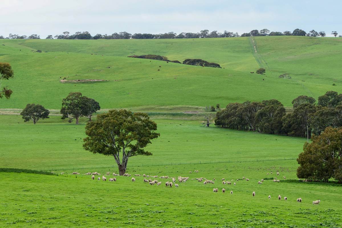 649 Coleraine - Balmoral Road, Wootong Vale For Sale by Farmbuy.com - image 12
