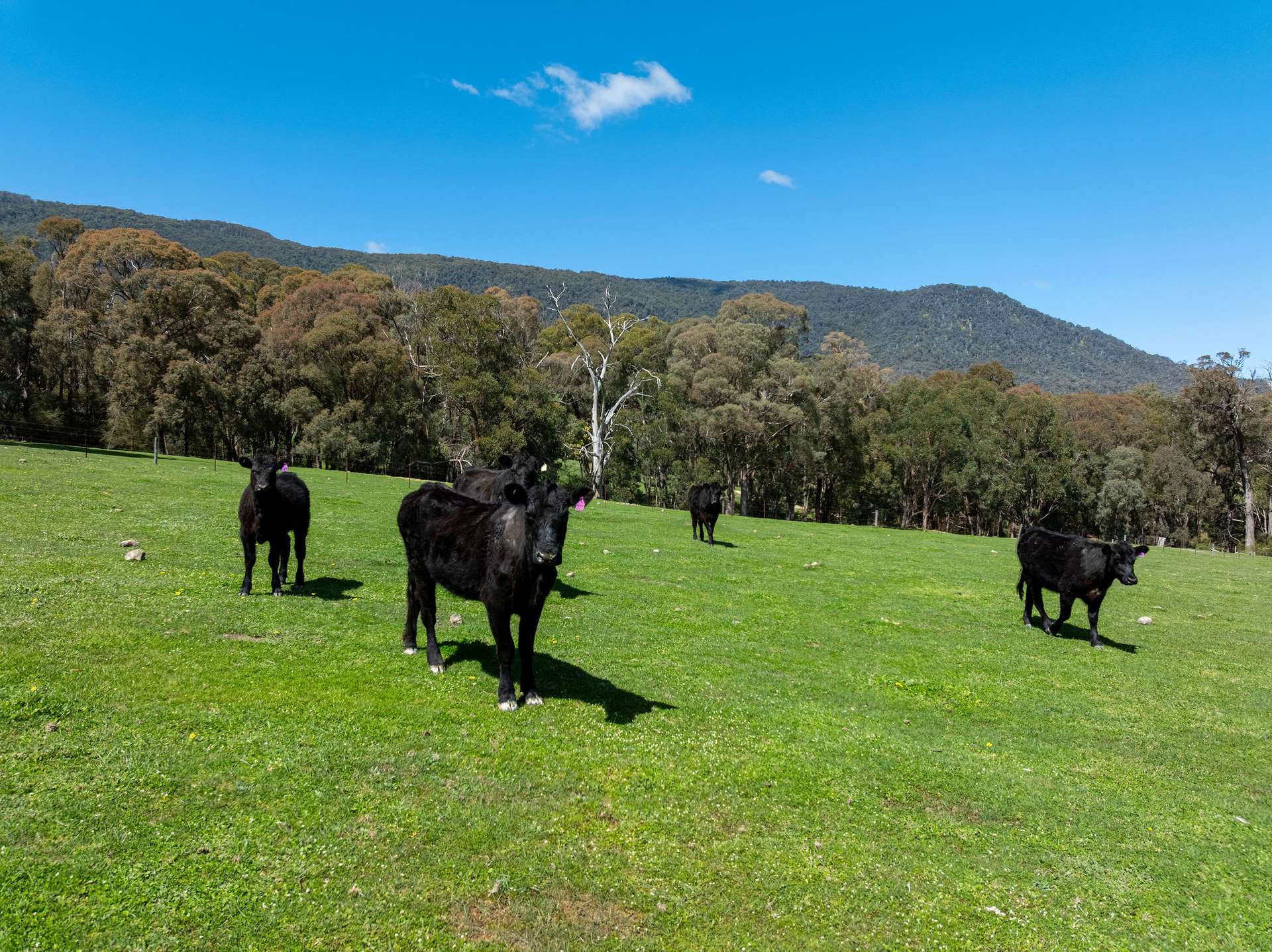 682 Cathedral Lane, Taggerty For Sale by Farmbuy.com - image 20