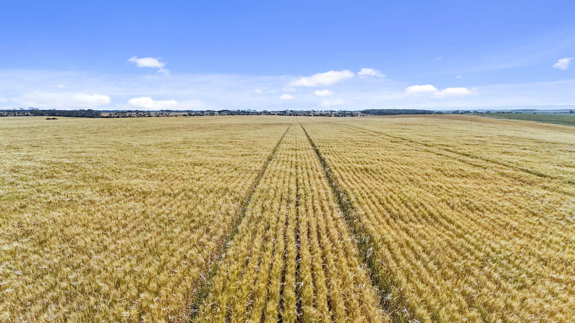 Lot 339 Kangaroo Road, Langhorne Creek Sold by Farmbuy.com - image 13