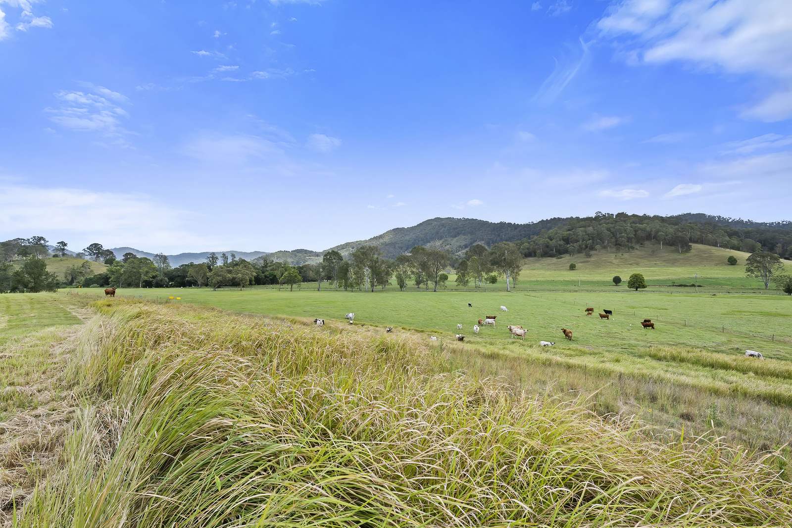 2170 Maleny   Kenilworth Road, Conondale For Sale by Farmbuy.com - image 4