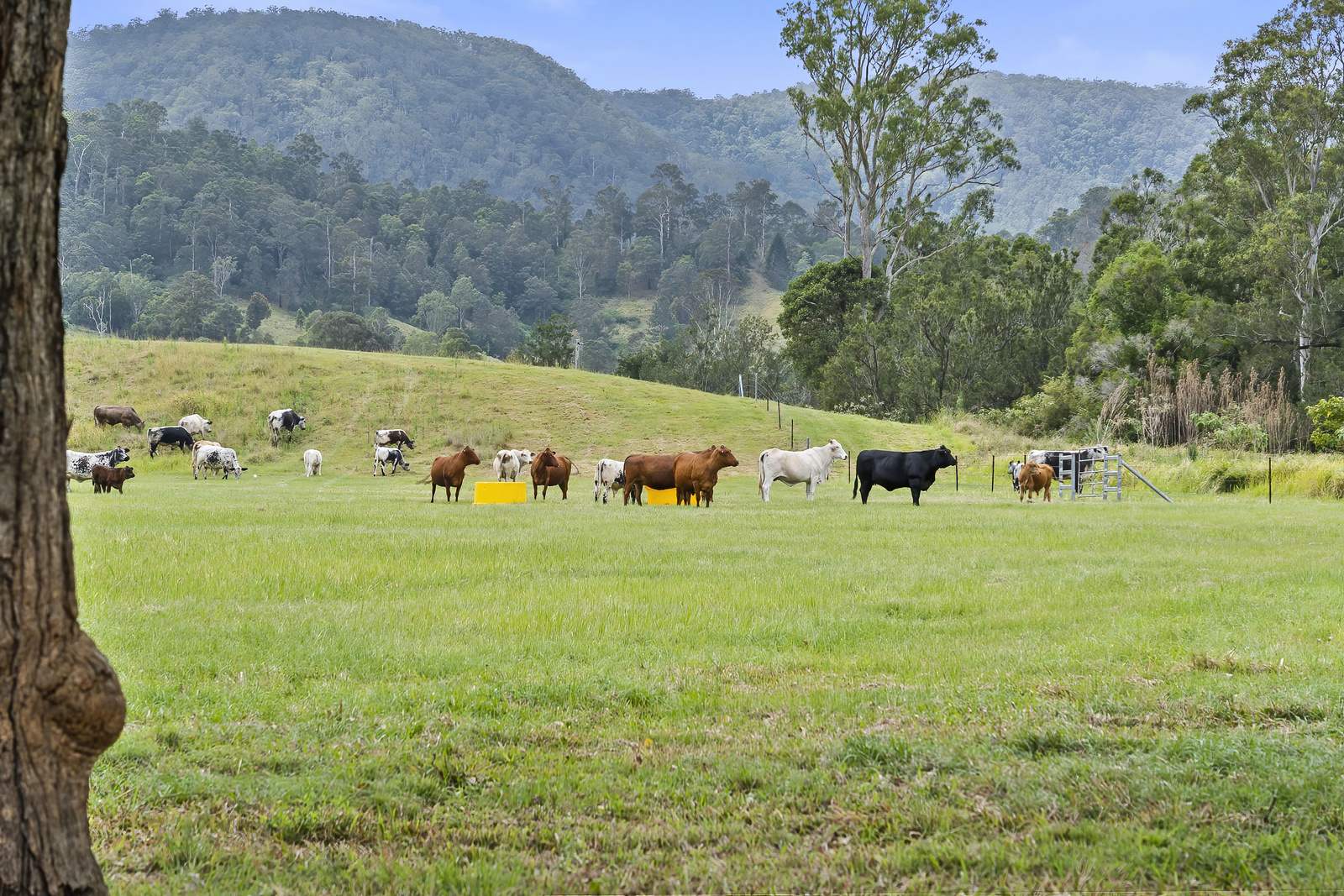 2170 Maleny   Kenilworth Road, Conondale For Sale by Farmbuy.com - image 2