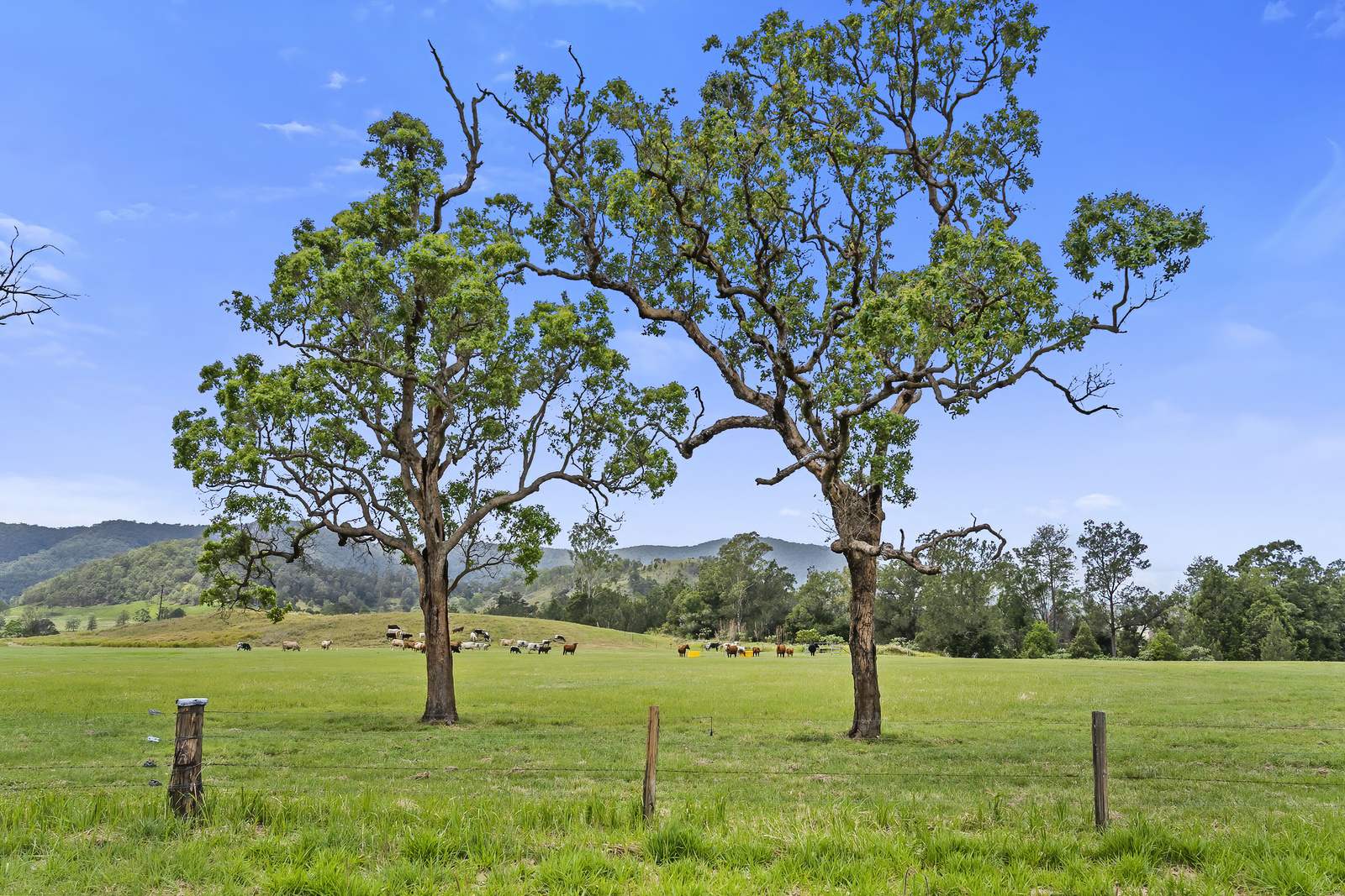 2170 Maleny   Kenilworth Road, Conondale For Sale by Farmbuy.com - image 8