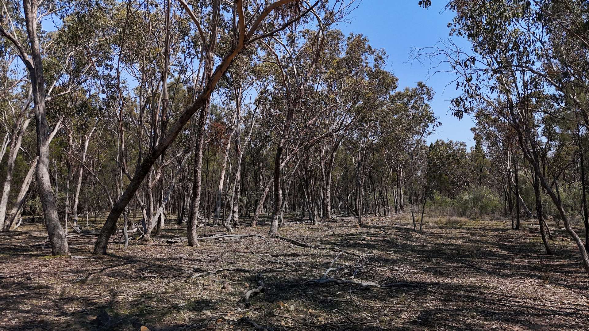 Lot 8 Binghi Road, Tenterfield Sold by Farmbuy.com - image 7