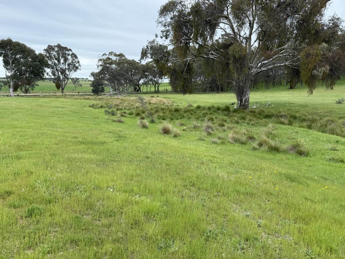 490 Geegullalong Road, Boorowa Sold by Farmbuy.com - image 23