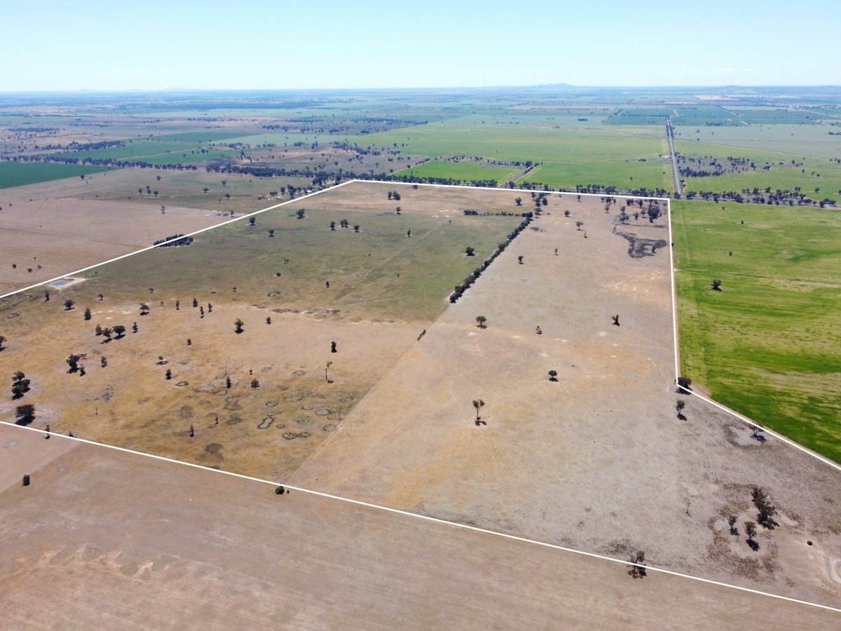 1539 Bland Road, Quandialla For Sale by Farmbuy.com - image 3