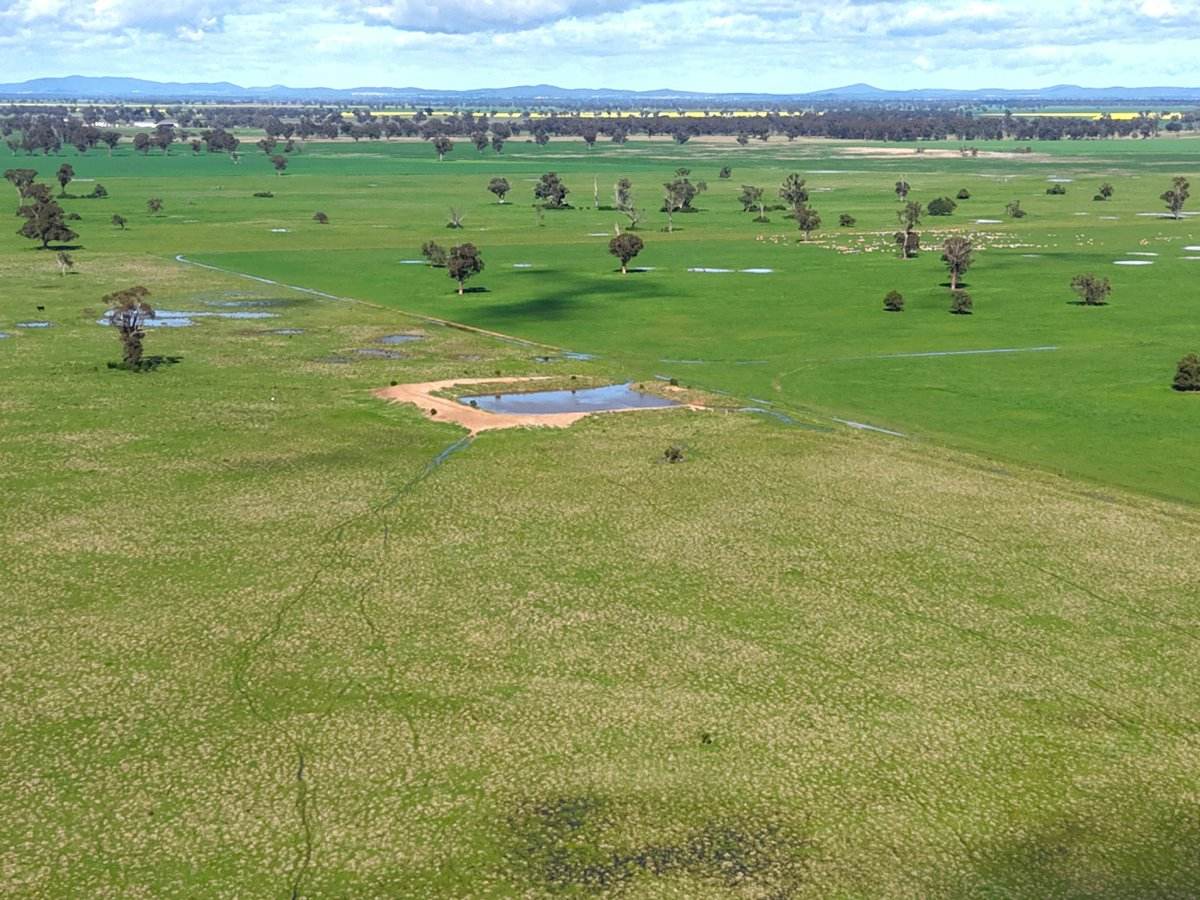 1539 Bland Road, Quandialla For Sale by Farmbuy.com - image 7