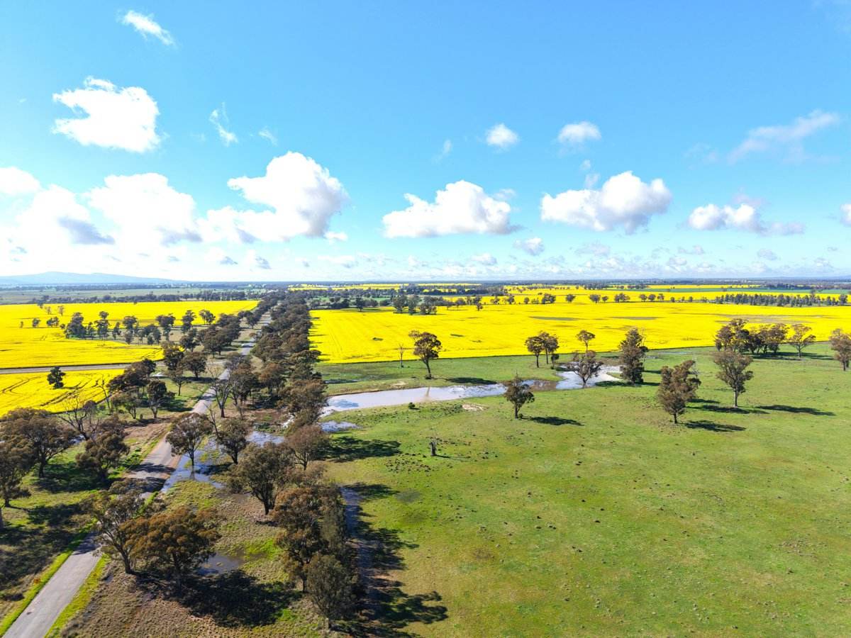 1539 Bland Road, Quandialla For Sale by Farmbuy.com - image 4