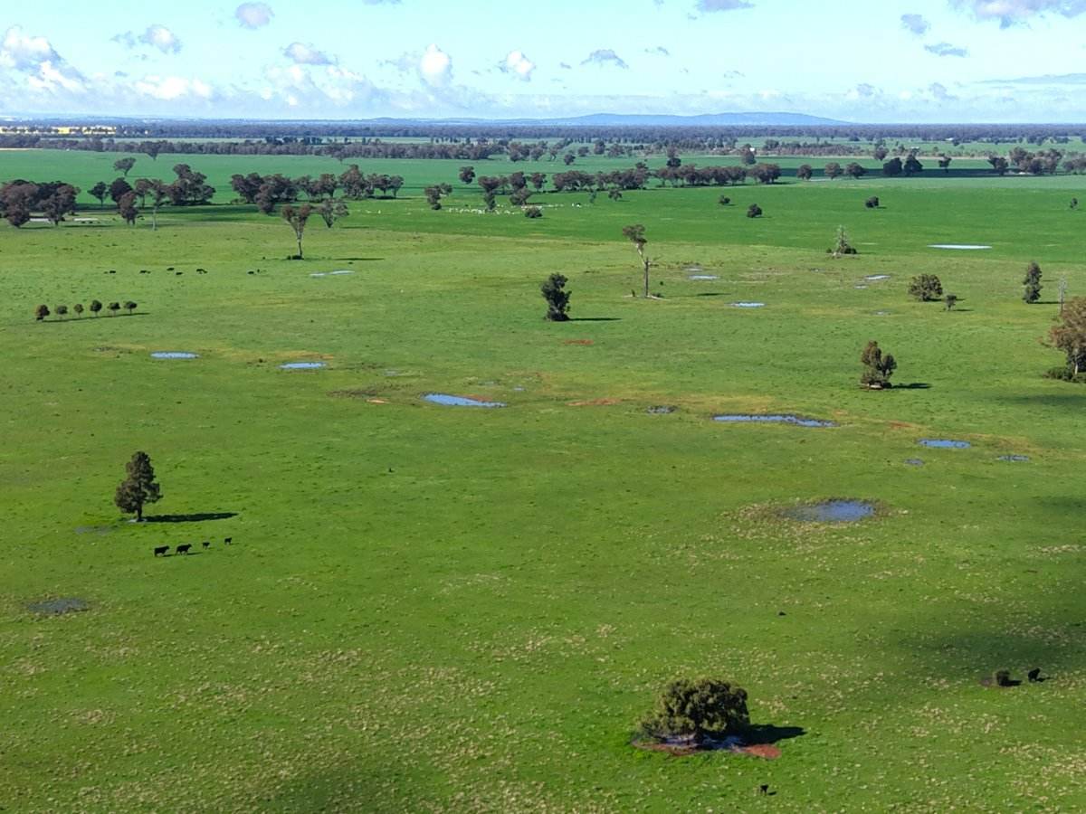 1539 Bland Road, Quandialla For Sale by Farmbuy.com - image 11