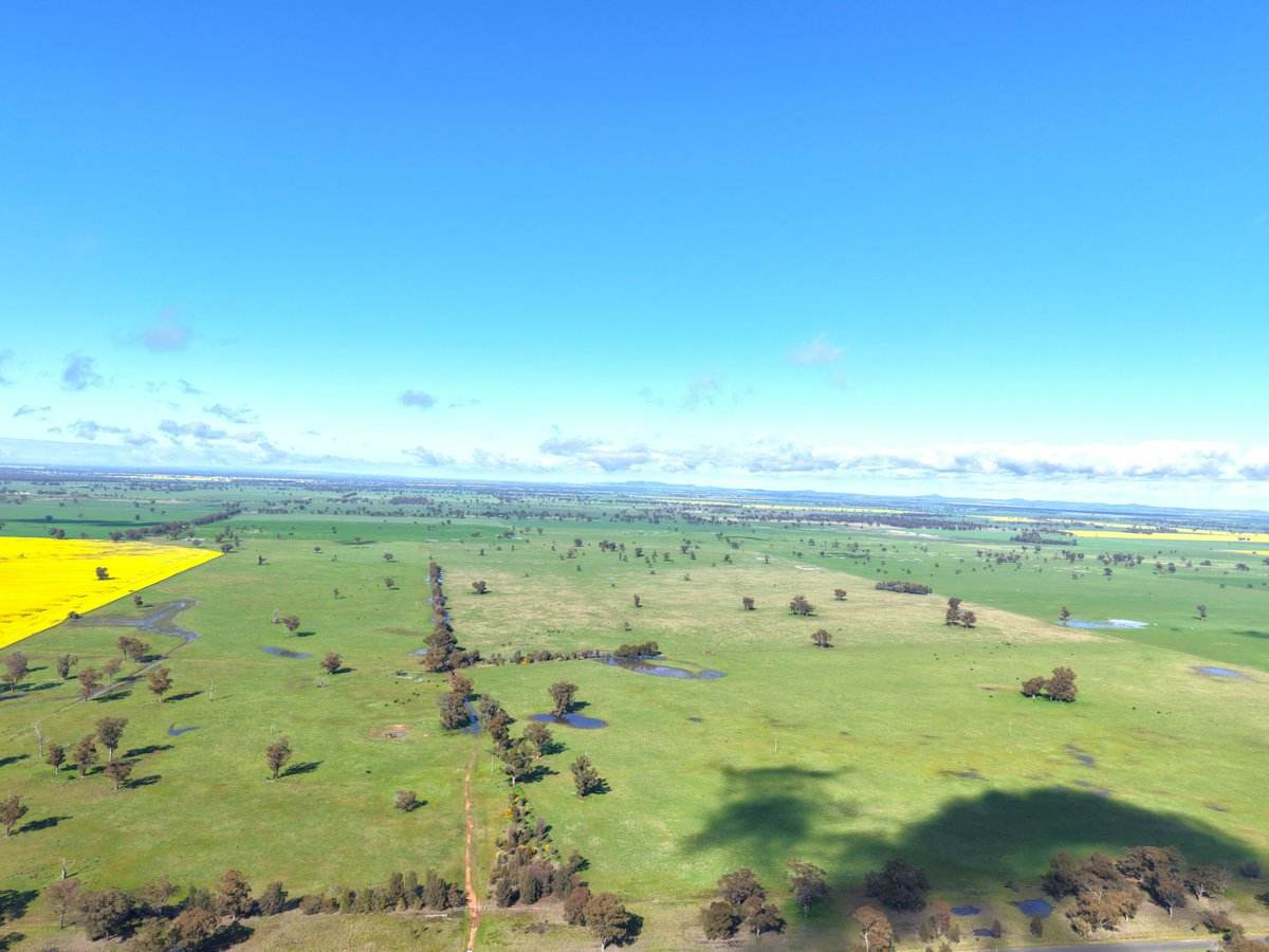 1539 Bland Road, Quandialla For Sale by Farmbuy.com - image 3