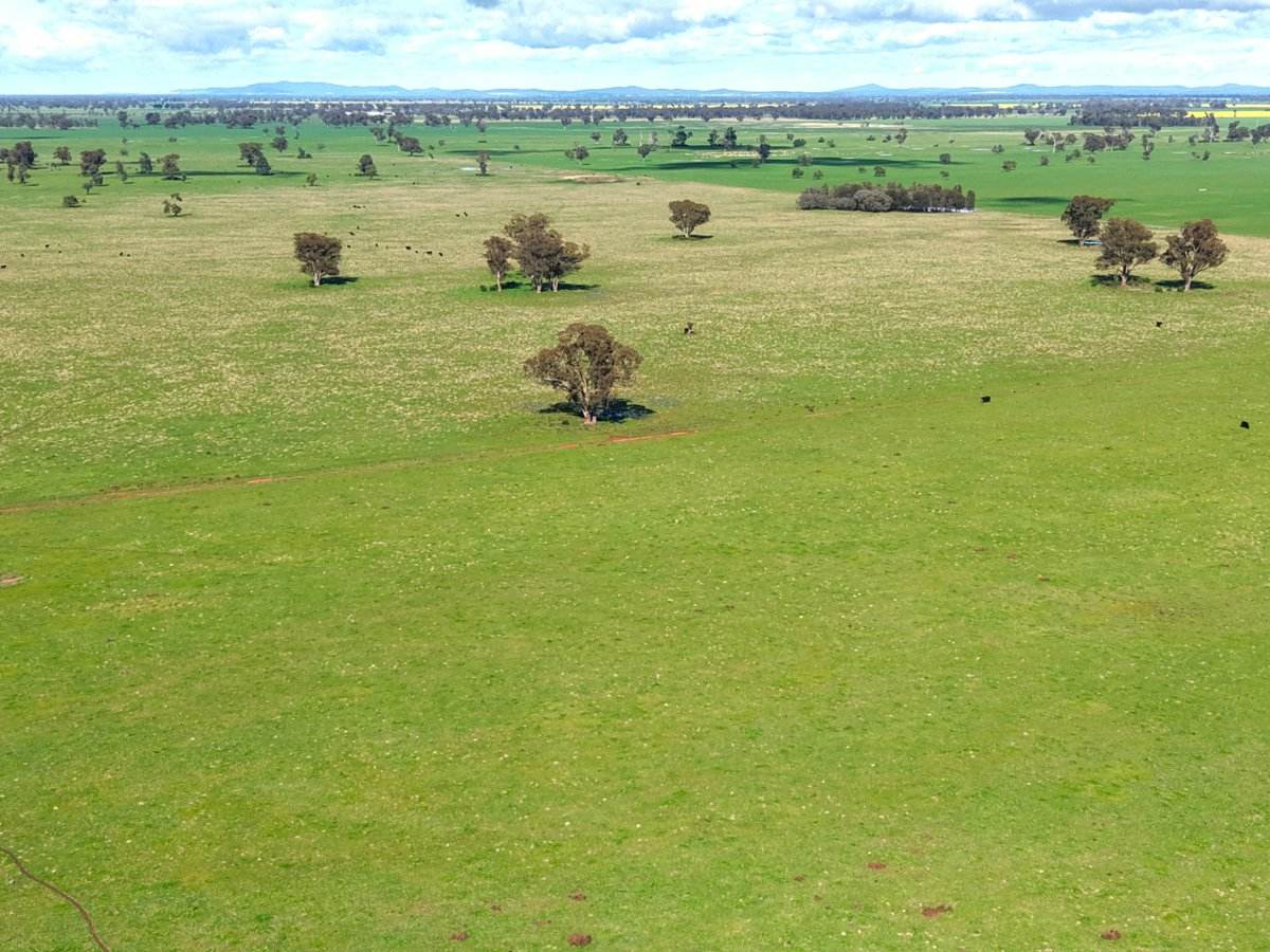 1539 Bland Road, Quandialla For Sale by Farmbuy.com - image 5