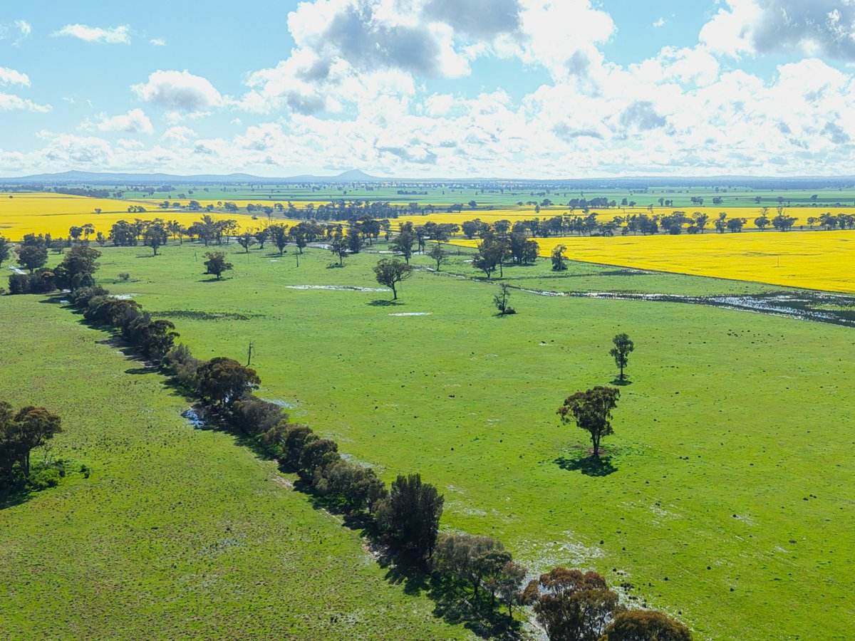 1539 Bland Road, Quandialla For Sale by Farmbuy.com - image 16