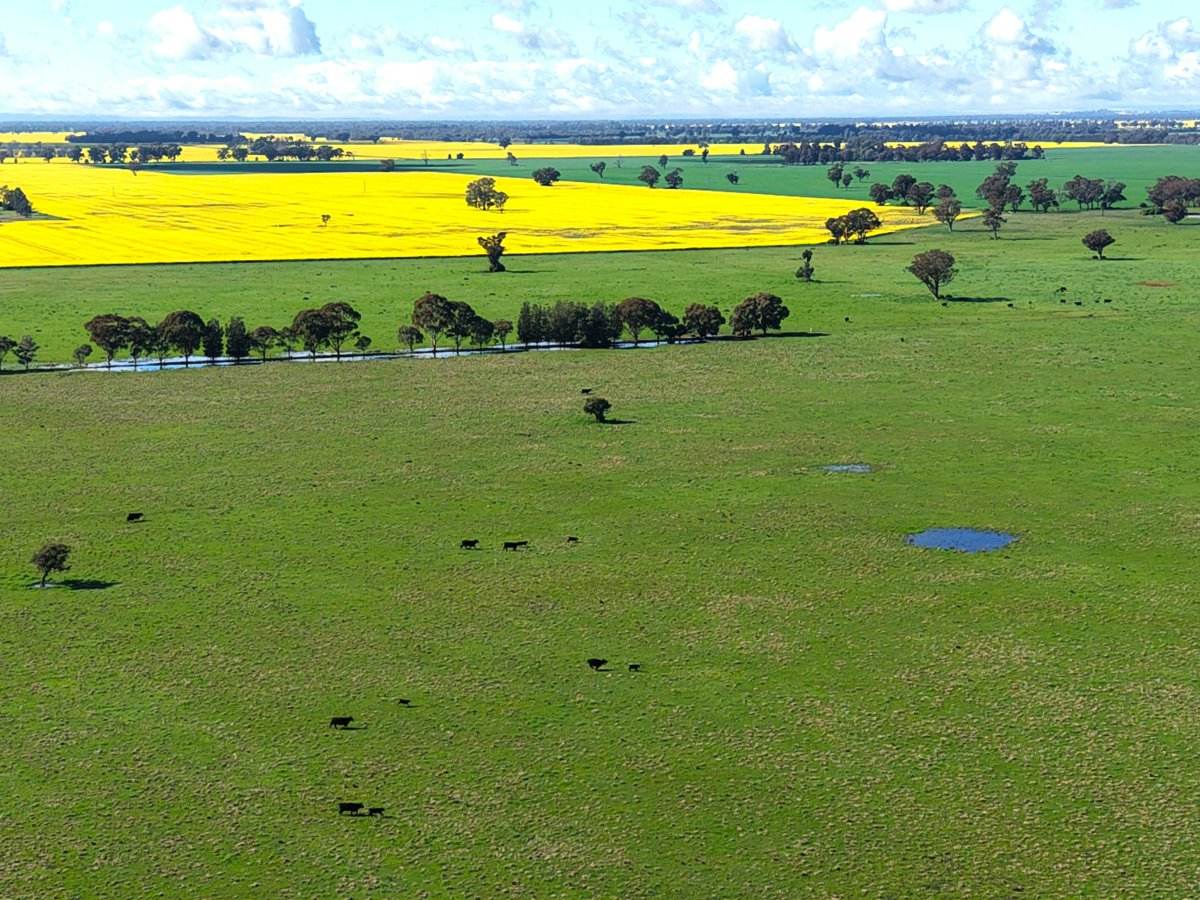 1539 Bland Road, Quandialla For Sale by Farmbuy.com - image 8