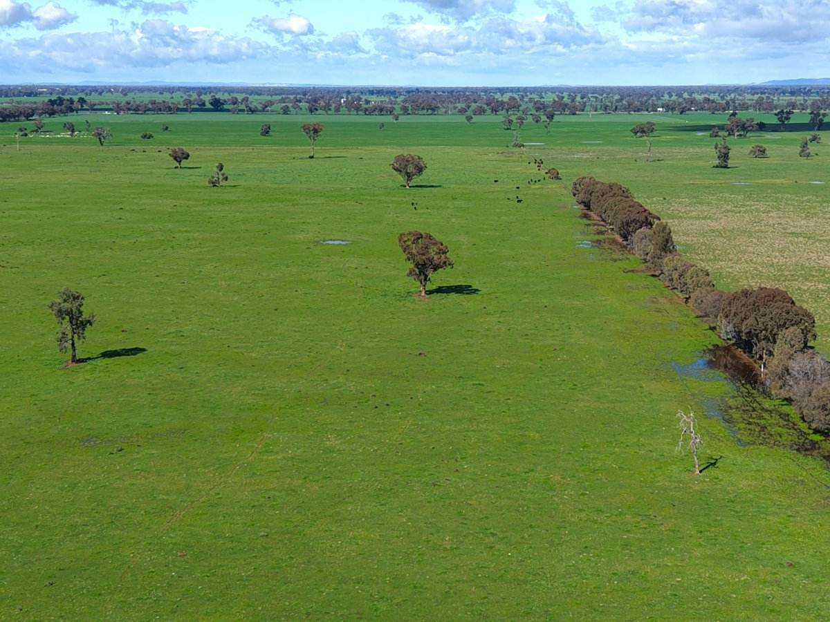 1539 Bland Road, Quandialla For Sale by Farmbuy.com - image 19