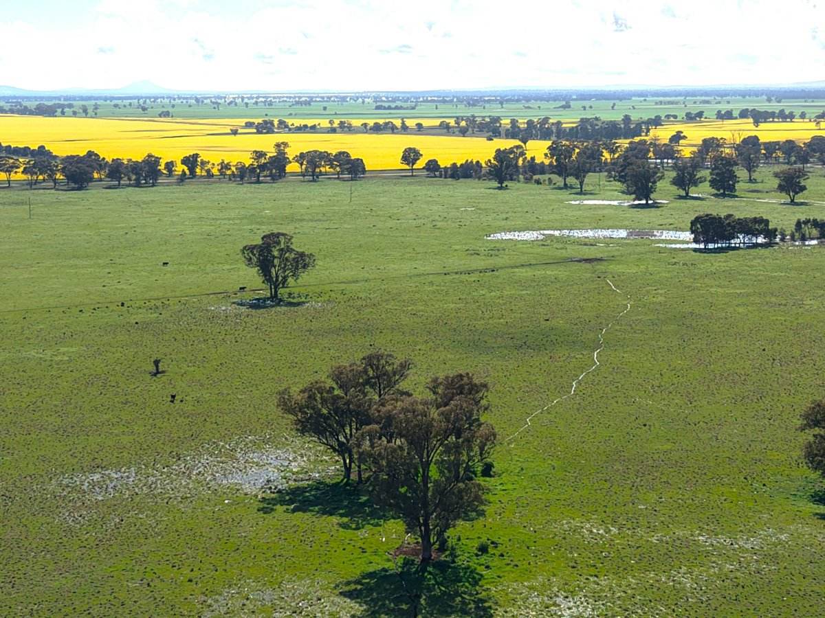 1539 Bland Road, Quandialla For Sale by Farmbuy.com - image 9